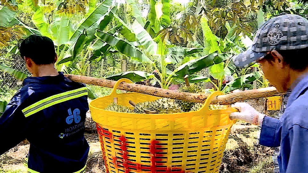 Farmers harvest durian anh-16-9608-4282.jpg.jpg