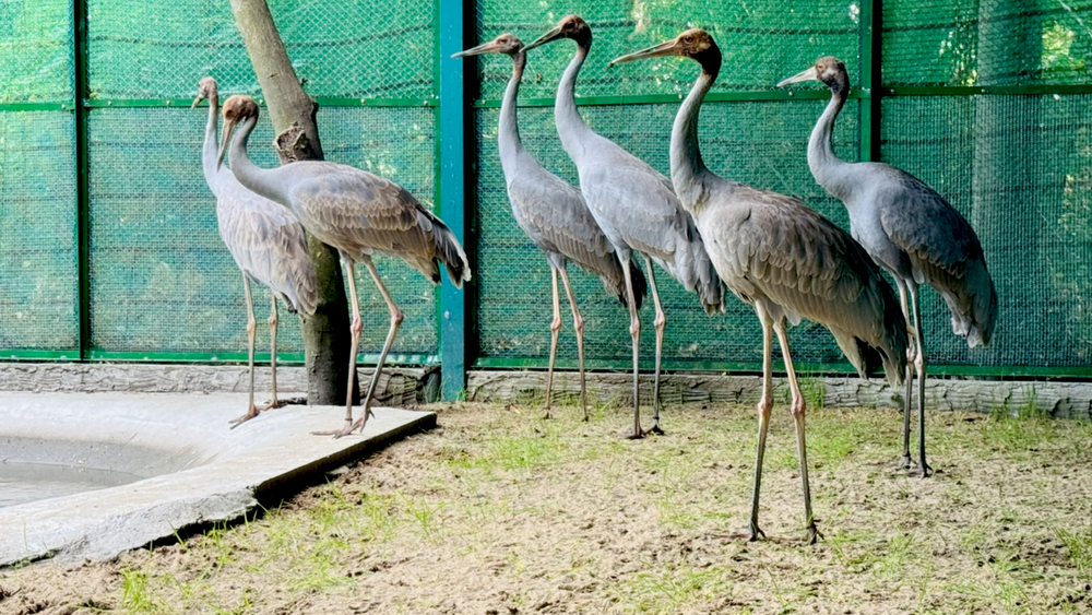 Staff of Tram Chim National Park will receive training in Thailand on techniques to raise crane chicks seu-tran-triet-1492-1617.png.png