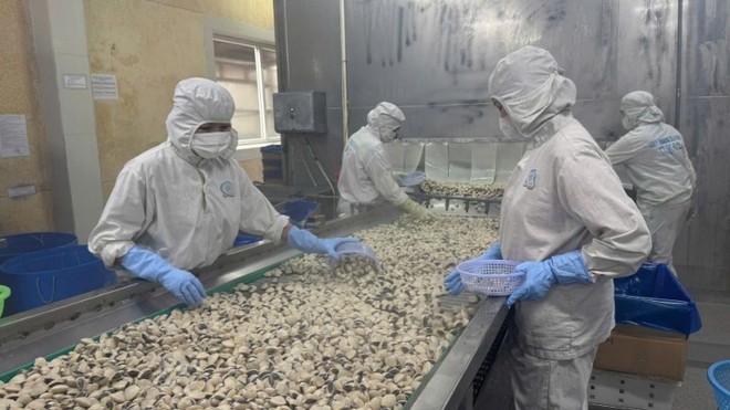 Viet Truong Co., Ltd – one of Hai Phong’s leading aquatic product processing and export enterprises. (Photo: VNA) export-market-2.jpg