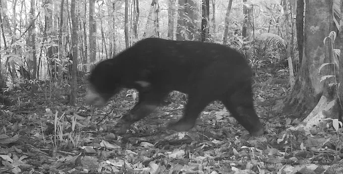 An individual Asian bear has just been discovered in Chu Mom Ray National Park through a camera trap ce-8577-6143.jpeg