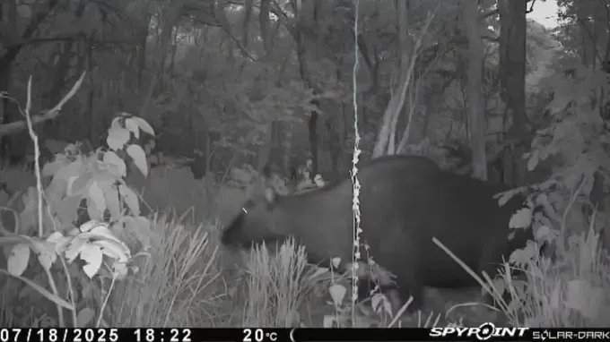 A rare gaur individual is recorded by a camera trap at Ea So Nature Reserve. z6928406453440-4434328587249c92bb801ae027052685-7301-8775.jpg