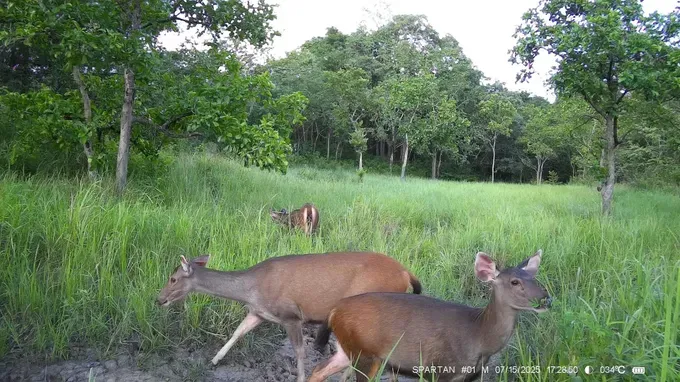 A herd of deers are recorded at Ea So Nature Reserve. z6928407118043-2b849ca882383747aa1fbc346928b119-9280-1265.jpg