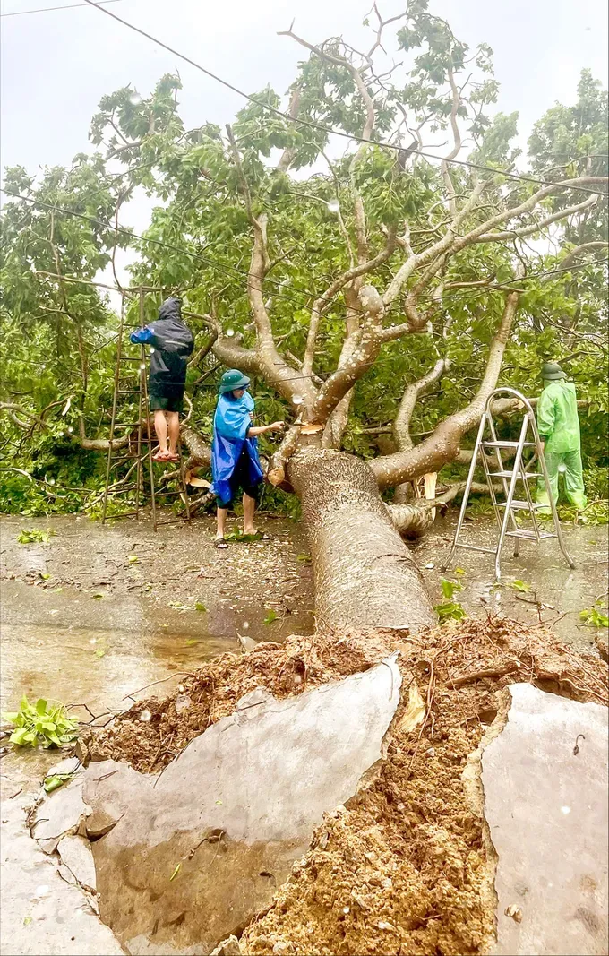 Authorities in Ha Tinh Province trim and clear fallen trees to ensure traffic after storm No. 5. z1k-2543-9860.jpg