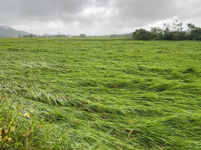 Hundreds of hectares of rice in Dong Trach Commune fall down paddy filed.jpg