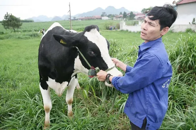 Dairy herd is gradually shrinking; thus, the amount of fresh milk is decreasing img-2563-7487-534.jpeg
