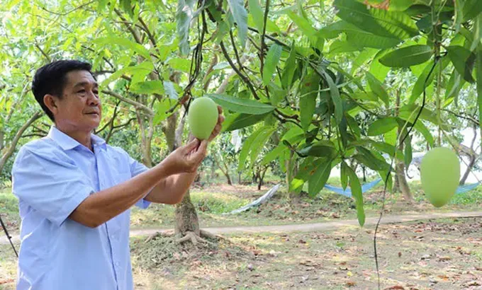 The Southern Fruit Institute develops a 34.5 hectare area of the Loc Phat mango in the Mekong Delta region 7b-3156-163.jpg