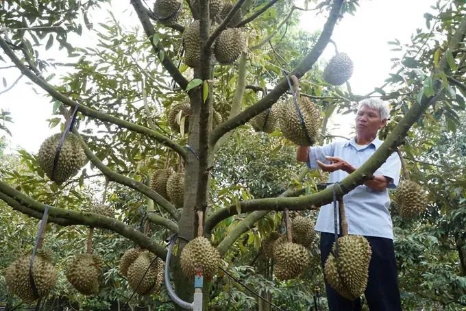 Farmers in Thuan Hanh Commune of Lam Dong Province harvest durian. z7031407691332-44b8451286aed1e6ea82bc35493580a3-8645-4917.jpg