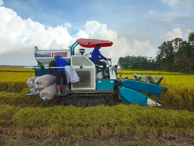 Farmers in Thap Muoi Commune of Dong Thap Province harvest rice in the field. z7041992000329-eeda3d171c6869385567f72183e044fe-6449-9847.jpg