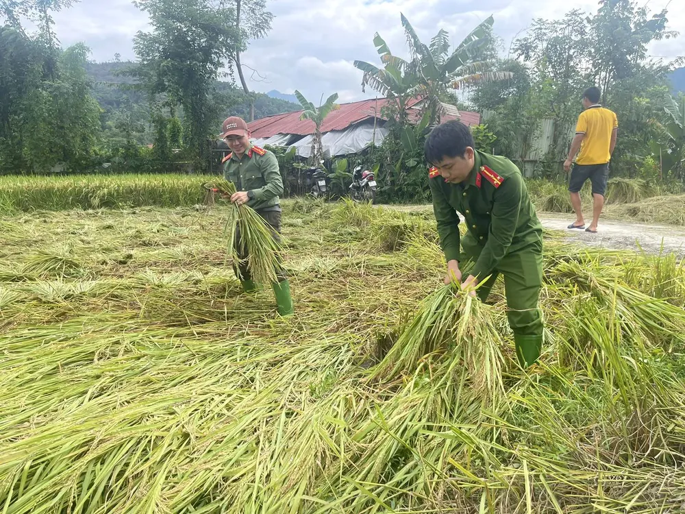 Police officers and soldiers in Tuyen Quang Province help people harvest rice after the recent flood. psa-anh2-2-2993-8599.jpg