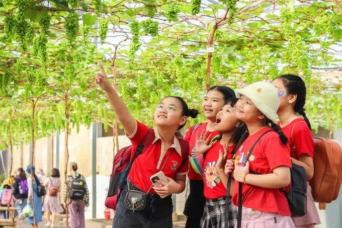 Students from Ho Chi Minh City are experiencing the grape vineyard at Suoi Tien Farm of Suoi Tien Cultural Tourism Area o10a-1038-1017.jpg
