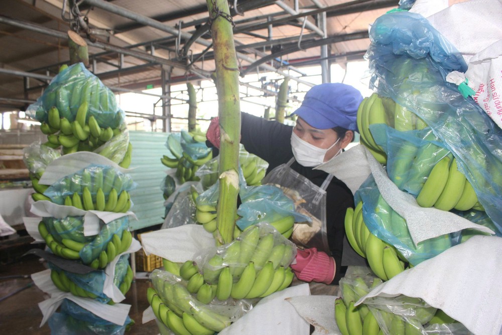 Preliminary processing of export bananas at U&I Agriculture Joint Stock Company in Ho Chi Minh City's Phuoc Thanh Commune. farmer.jpg