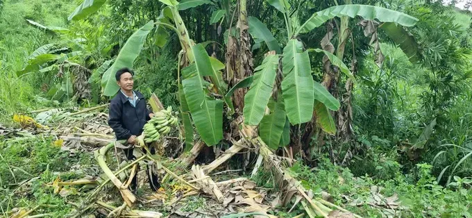 Residents' crops in sub-area 854 are completely destroyed and numerous elephant footprints are found. z7143227977252-80290c6a0ef3b1af2d74755fd6f16b48-1042-7083.jpg