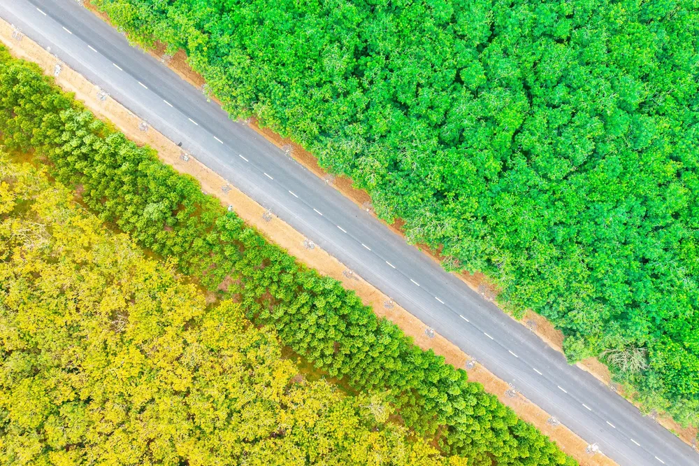 Seen from above, the road stretches through the rubber forest covered in green and yellow during the leaf-changing season. ps1-8793-4113.jpg