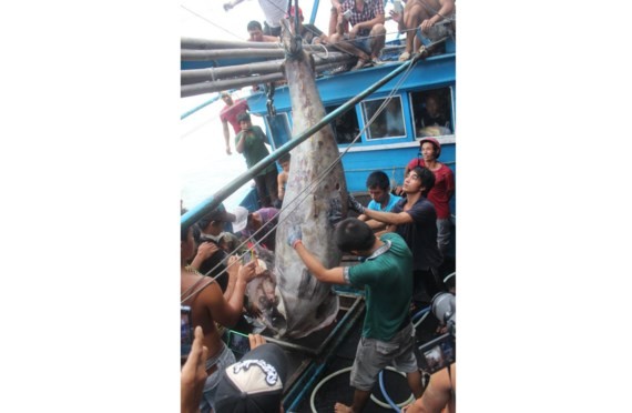 Fishermen spent several hours to bring it on boat 