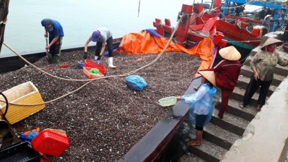 Fishermen bring average 120- 150 tons of clams a day