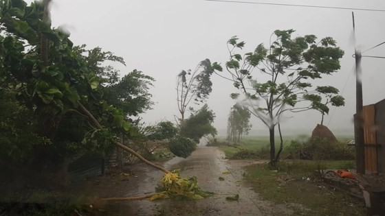 Trees are uprooted by strong wind