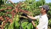 2017 Vietnamese Coffee Day will take place in Da Lat city