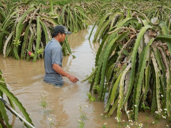 Hectares of dragon trees are sunk under water