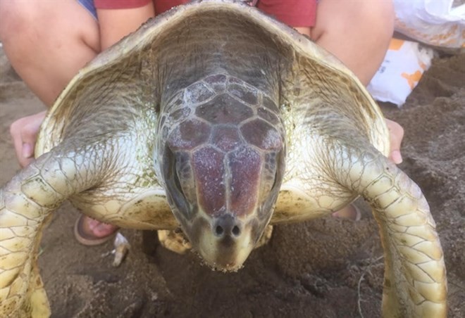 The fishery department inspects the turtle before releasing it back to the ocean (Photo baotainguyenmoitruong.vn)