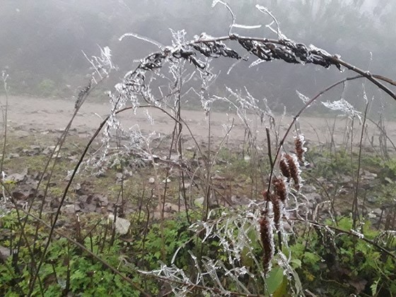 Trees and branches in the montane forests are covered with frost and glacial ice 