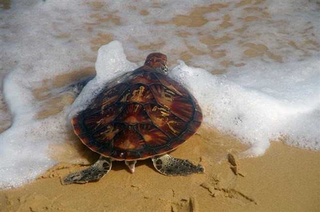 A rare turtle is released back into the ocean in the south-central coastal province of Phu Yen on January 11 (Photo: VNA)