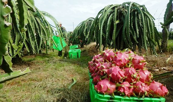 Binh Thuan is considered as the kingdom of dragon fruit of the whole country