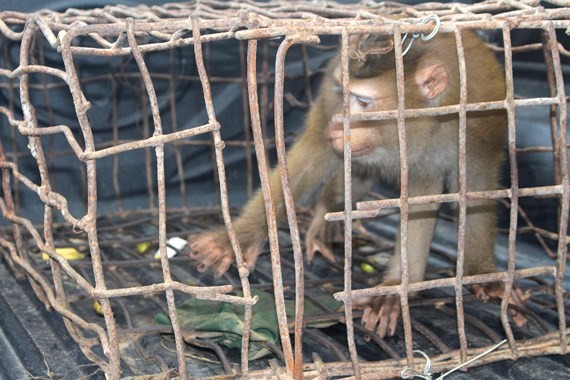  Macaca assamensis or Assam macaque is discovered by a resident of Huong Son District,