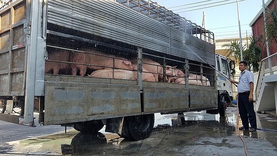 Two interdisciplinary animal quarantine station are established in Ho Chi Minh City