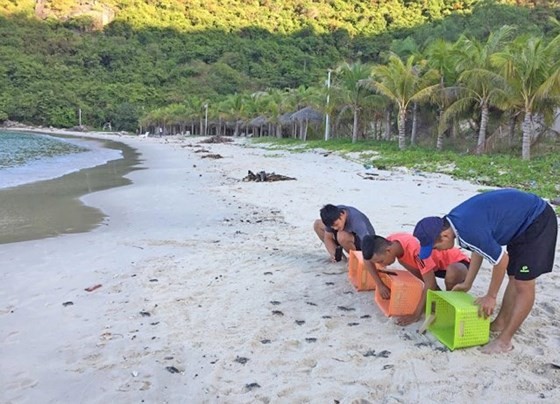 More than 1,500 Con Dao turtle eggs are successfully hatched in Cu Lao Cham 