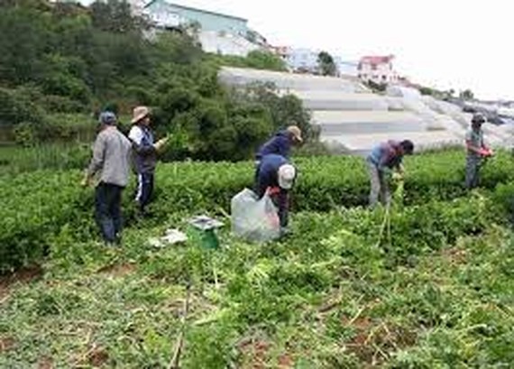 Da Lat vegetable prices rocket up due to a long- lasting flood and downpour