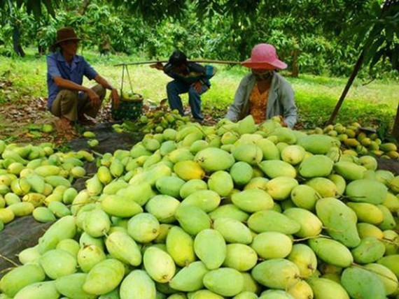 EU to strictly inspect Vietnamese agricultural products in September 