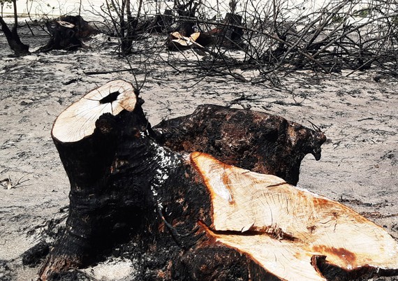 An ancient Casuarina tree is sawed 