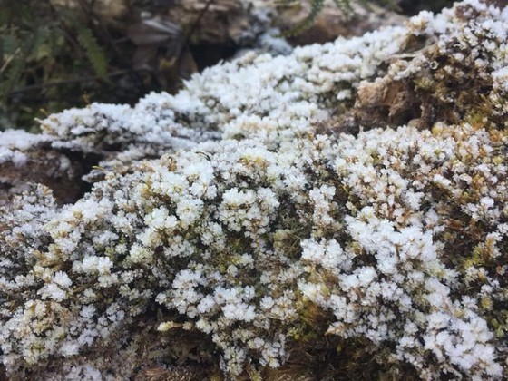 Frost appearance in peak of Chieu Lau Thi (Ha Giang)