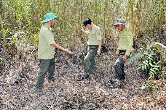 Forest crops have been wilted due to dry weather