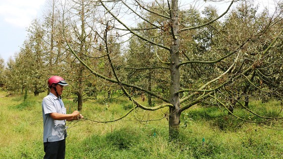 Hectares of durian are dry due to drought and saline intrusion 