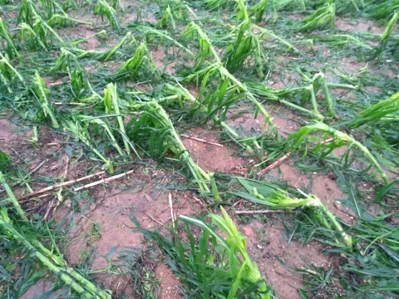 Downpour and thunderstorm devastate hectares of fruits (Photo: The General Department of Disaster Prevention and Control)