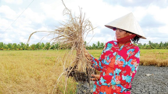 Dry rice fields in the Mekong Delta provinces. (Photo:Huynh Loi)