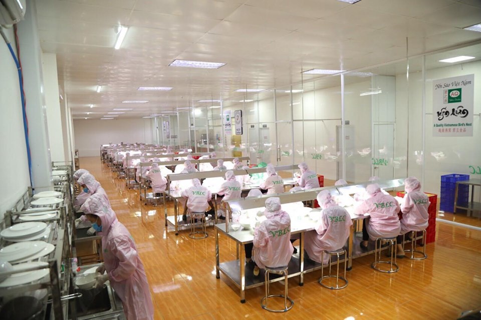 HCMC has Salangane Nest Processing Center ảnh 1 HCMC has Salangane Nest Processing Center ảnh 1