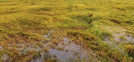 Hectares of paddy fields are submerged in water. 