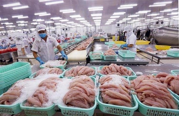 Tra fish processed for export (Photo: VNA)