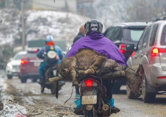 Gelid cold kills hundreds of buffaloes, cows