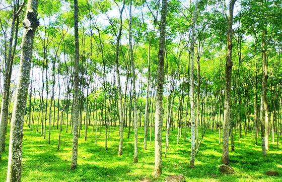 Ethnic minority villages built on mountains in Central Vietnam  ảnh 3