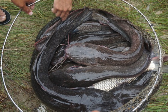 Locals rush to catch fish after storm Noru in Da Nang  ảnh 10