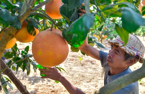 A farmer in Luan Van Village takes care of a grapefruit crop for Tet holiday.