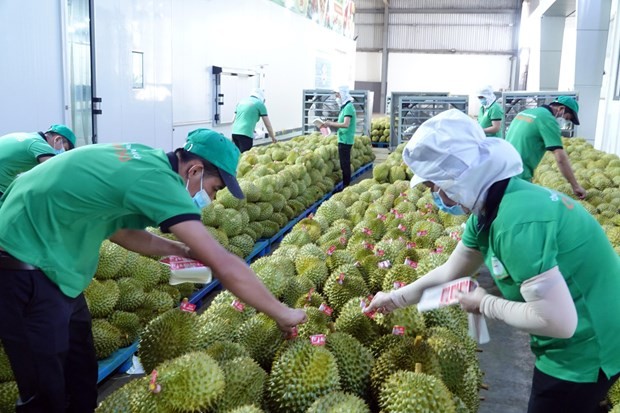 Durian is one among the products expected to enjoy strong export growth after China's reopening. (Photo: thanhnien.vn) Durian is one among the products expected to enjoy strong export growth after China's reopening. (Photo: thanhnien.vn)