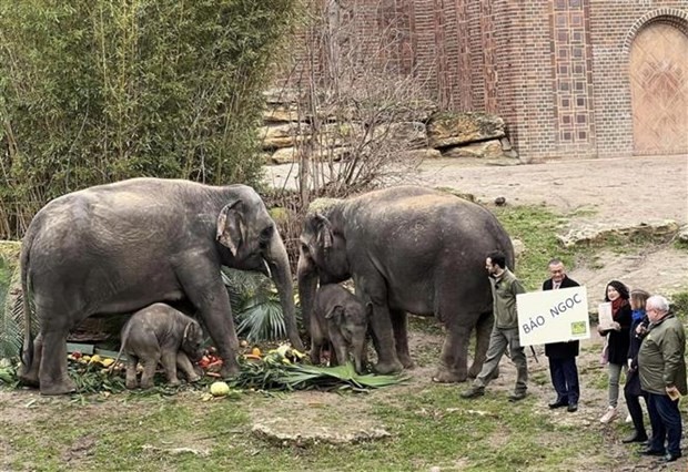 Vietnamese Ambassador to Germany Vu Quang Minh holds a board saying the name of the new born elephant at Germany's Leipzig Zoo. (Photo: VNA) Vietnamese Ambassador to Germany Vu Quang Minh holds a board saying the name of the new born elephant at Germany's Leipzig Zoo. (Photo: VNA)