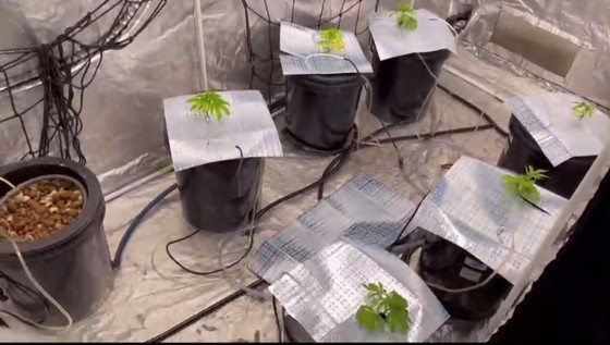 Many pots containing fresh herbs are suspected as cannabis.