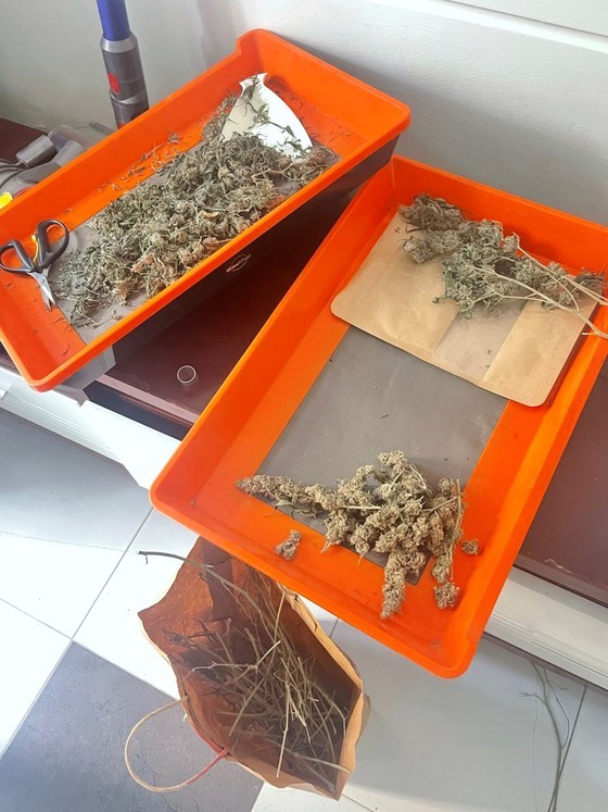 Two plastic trays containing dried herbs are suspected as marijuana.