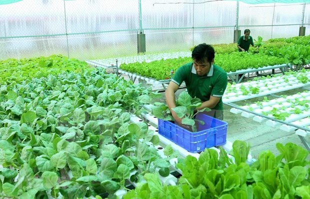The European market is the biggest importer of Vietnamese organic products. (Photo: VNA)