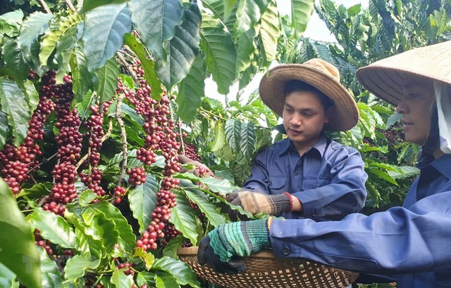 Vietnam exported 1.7 million tons of coffee in 2022, earning US$3.9 billion. — Photo chinhphu.vn Vietnam exported 1.7 million tons of coffee in 2022, earning US$3.9 billion. — Photo chinhphu.vn